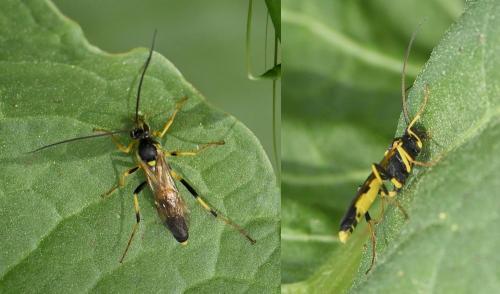 Réf. 228 235 : Amblyteles armatorius